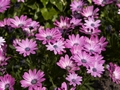 Osteospermum Dodoma Pink Bicolor-1 Osteospermum